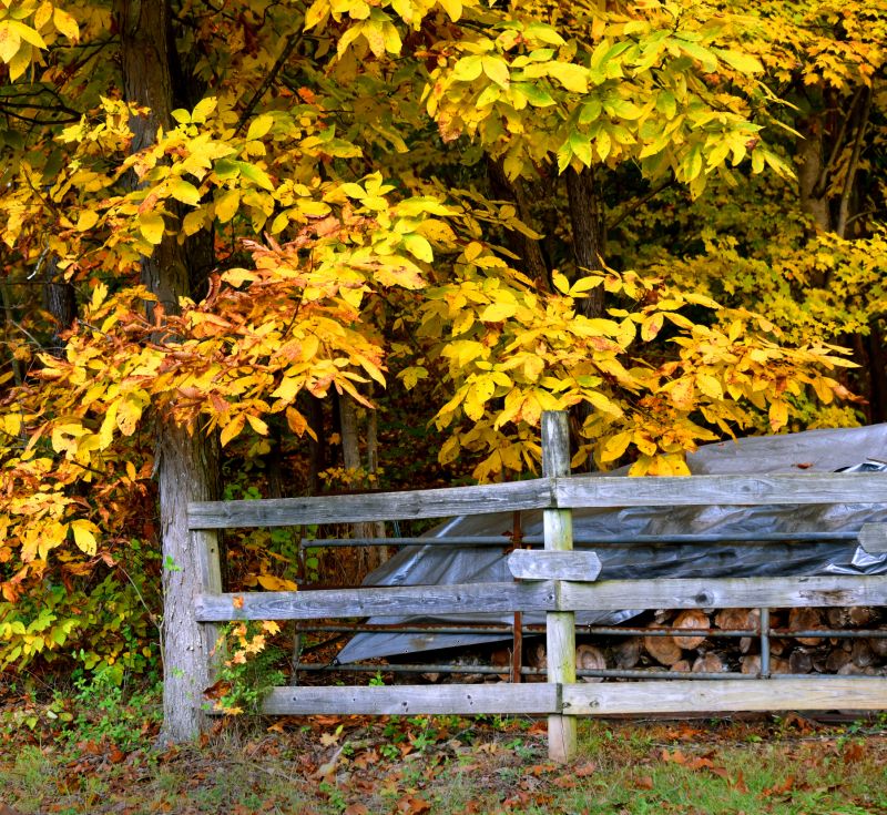 Increase Your Tree Trimming Business with an AI Driven, Targeted Website