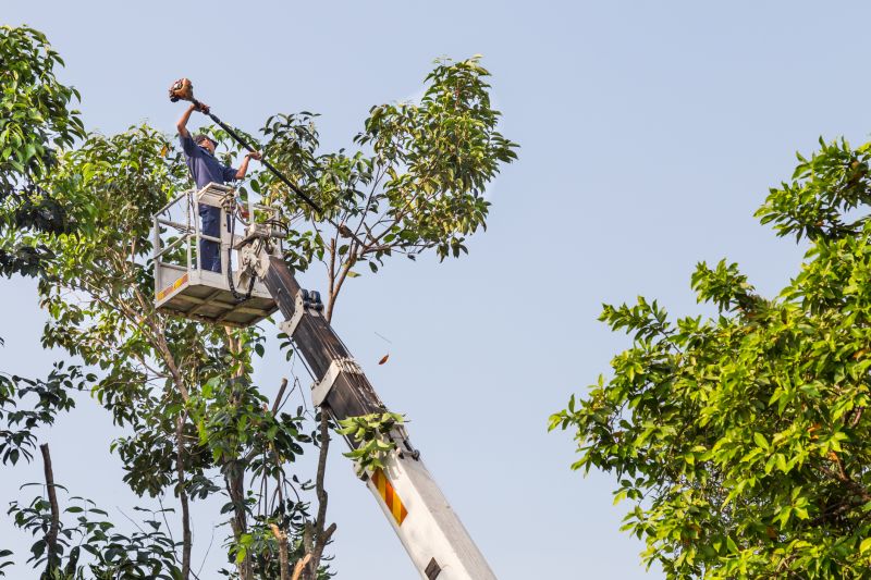 Cypress Tree Trimming