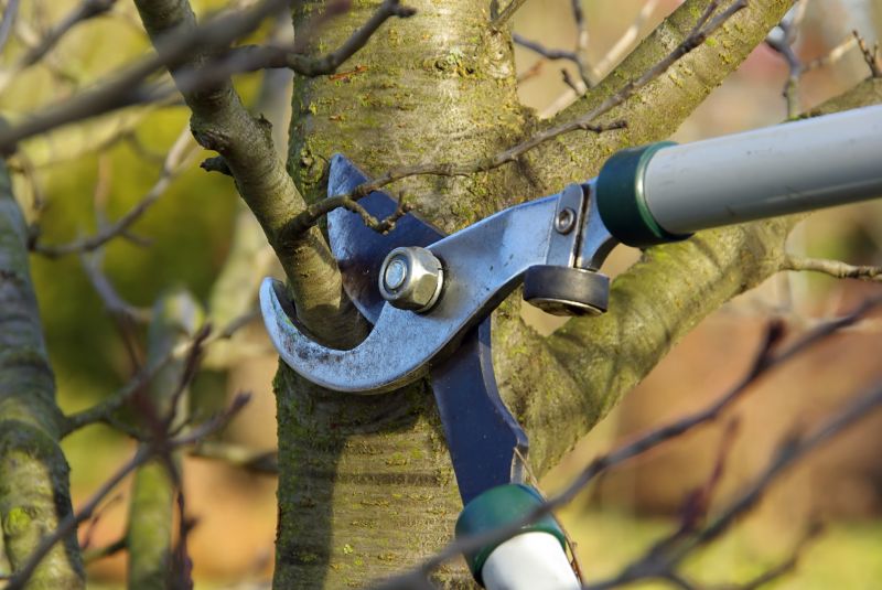 Tree Care Equipment in Use