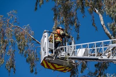 Safety Equipment During Trimming