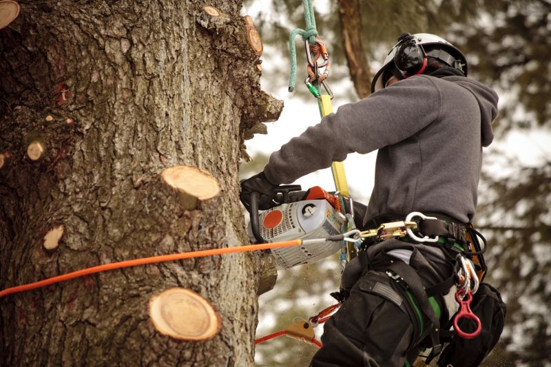 Residential Tree Care