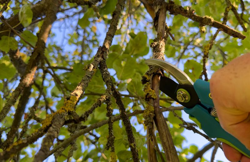 Tree Maintenance Tools