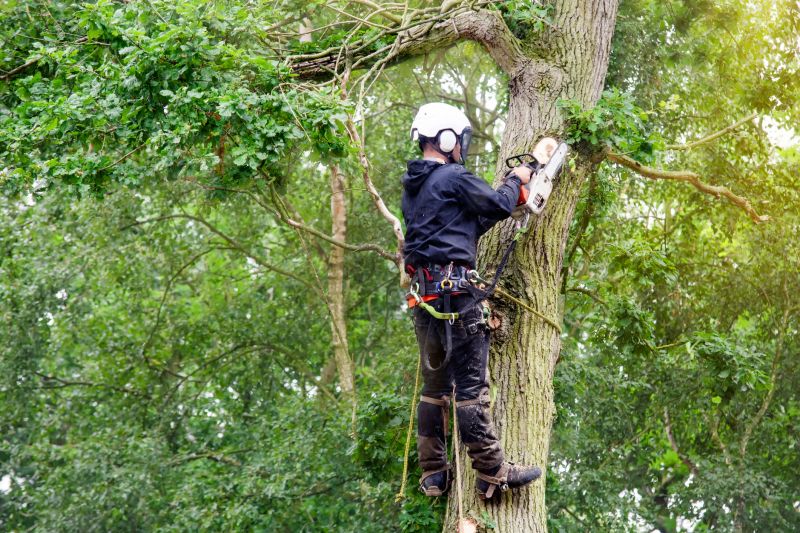 Arborist Climbing a Tree