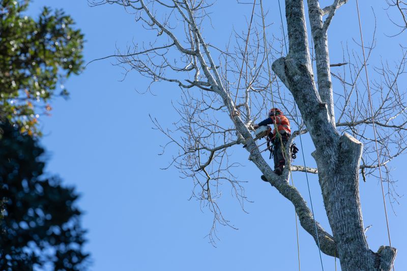 Tree Inspection by Arborist