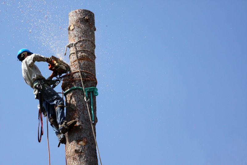Arborist Using Rigging Equipment