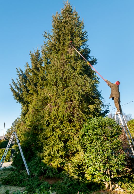 Tree Care in Winter