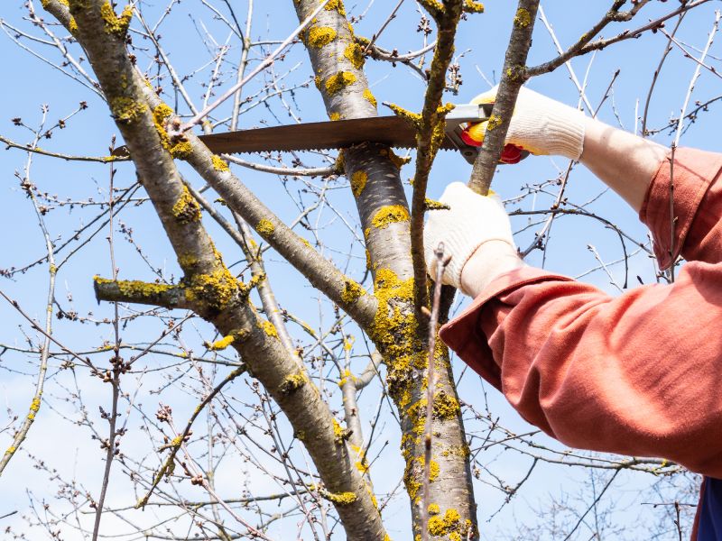 Tree Trimming in Action