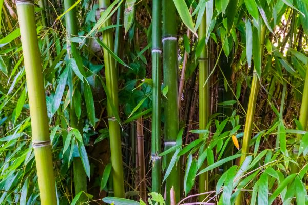 Bamboo Trimming in Biloxi