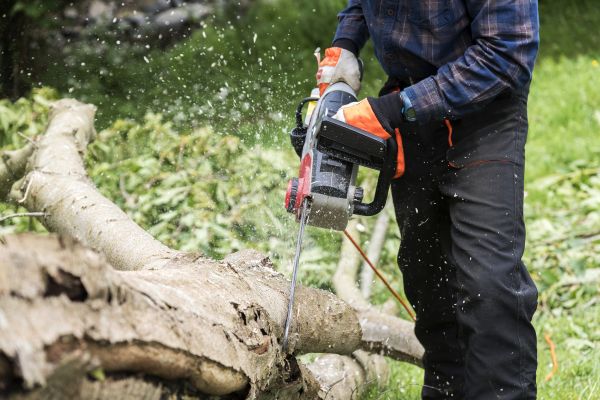 Branch Removal Service in Biloxi