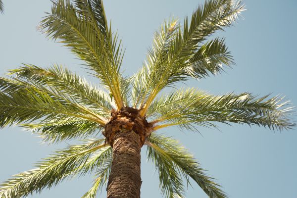 Palm Tree Pruning in Biloxi