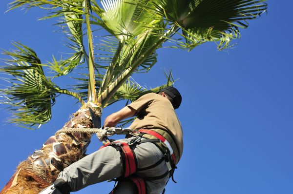 Palm Tree Trimming in Biloxi