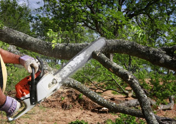 Tree Lopping Service in Biloxi
