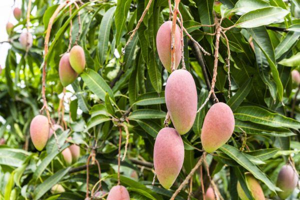 Mango Tree Trimming in Biloxi