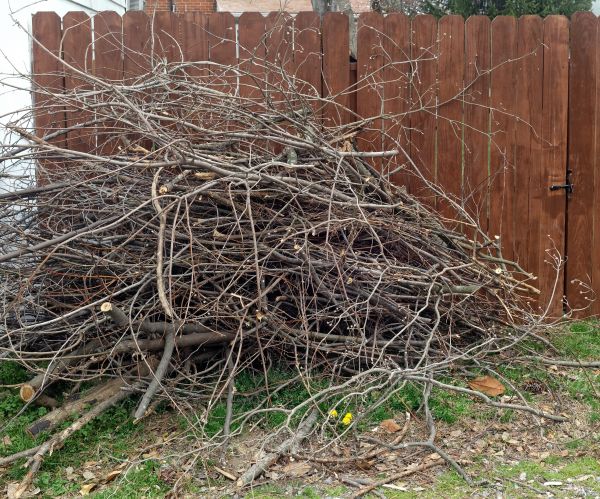 Dead Branch Removal in Biloxi