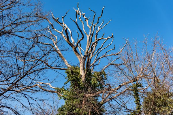 Deadwood Removal in Biloxi