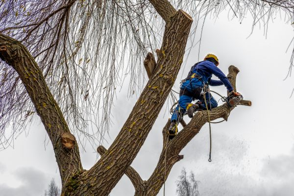 Tree Maintenance Service in Biloxi