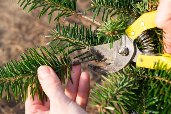 Pine Tree Pruning in Biloxi