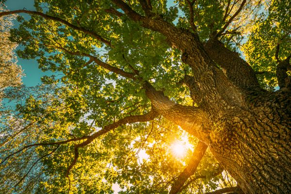 Oak Tree Pruning in Biloxi