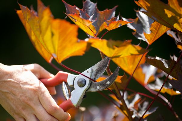 Maple Tree Pruning in Biloxi
