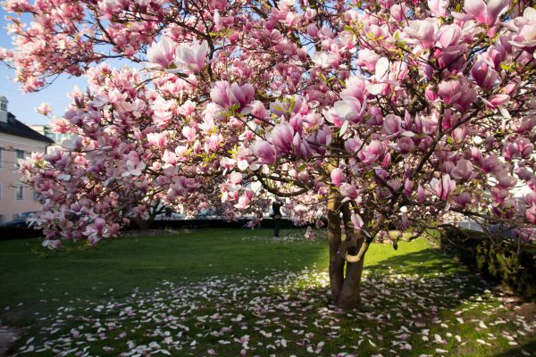 Magnolia Tree Pruning in Biloxi