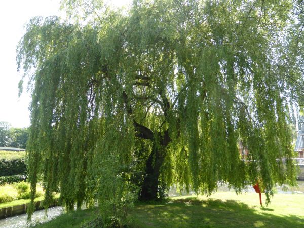 Willow Tree Trimming in Biloxi