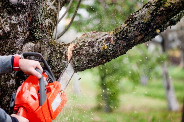 Tree Limbs Removal in Biloxi