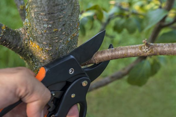 Tree Limb Cutting in Biloxi