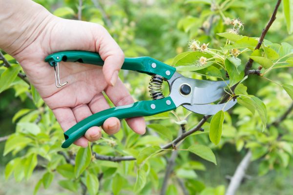 Pear Tree Pruning in Biloxi