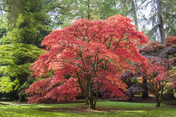 Japanese Maple Pruning in Biloxi