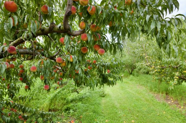Peach Tree Pruning in Biloxi