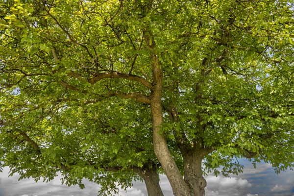 Walnut Tree Trimming in Biloxi