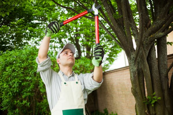 Tree Limb Pruning in Biloxi