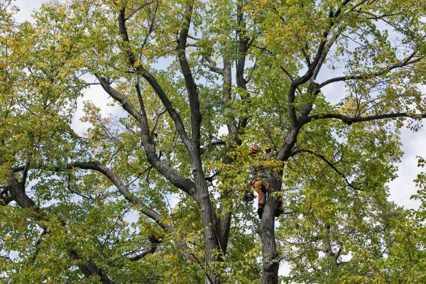 Tree Crown Shaping in Biloxi
