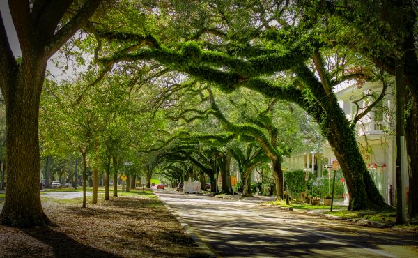 Tree Canopy Thinning in Biloxi