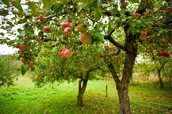 Apple Tree Pruning in Biloxi
