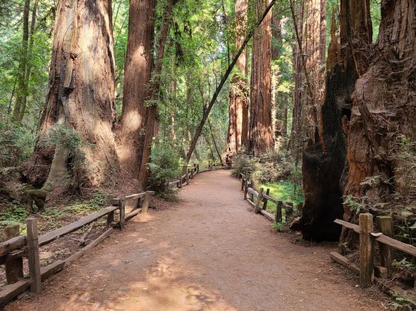 Redwood Tree Pruning in Biloxi