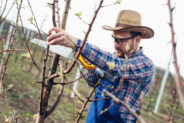 Orchard Tree Pruning in Biloxi