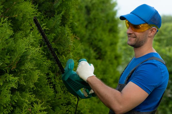 Tree Shaping Service in Biloxi