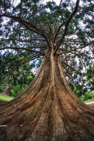 Cedar Tree Pruning in Biloxi
