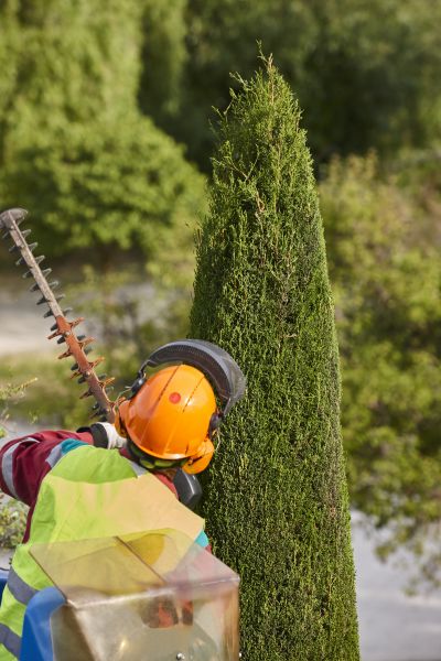 Cypress Tree Trimming in Biloxi