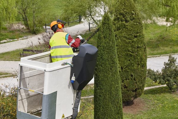 Cypress Tree Pruning in Biloxi