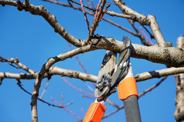 Peach Tree Trimming in Biloxi