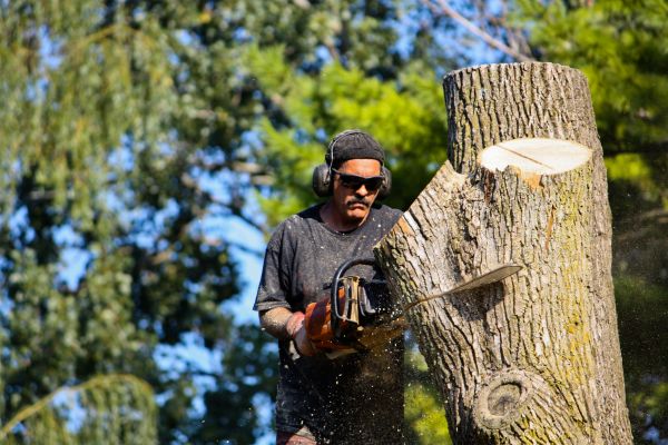 Ash Tree Pruning in Biloxi