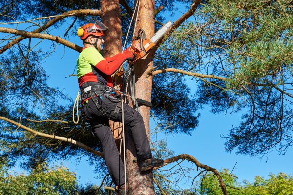 Canopy Pruning in Biloxi