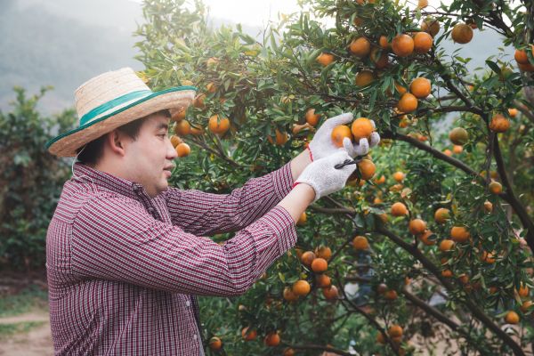 Orange Tree Pruning in Biloxi