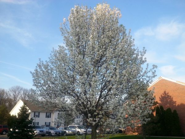 Bradford Pear Tree Pruning in Biloxi