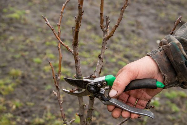 Pear Trees Pruning in Biloxi