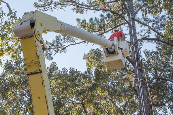 Limbs Trimming in Biloxi