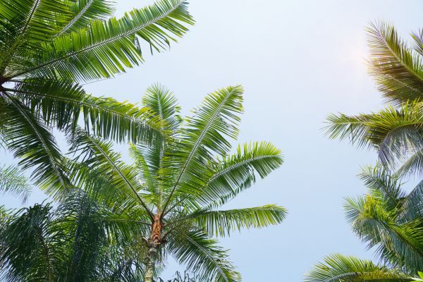 Queen Palm Tree Trimming in Biloxi