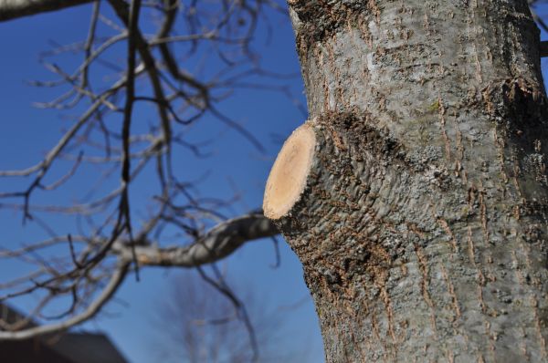 Limb Pruning in Biloxi